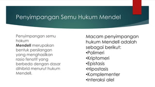 Penyimpangan Semu Hukum Mendel
Penyimpangan semu
hokum
Mendell merupakan
bentuk persilangan
yang menghasilkan
rasio fenotif yang
berbeda dengan dasar
dihibrid menurut hukum
Mendell.
Macam penyimpangan
hukum Mendell adalah
sebagai berikut:
•Polimeri
•Kriptomeri
•Epistasis
•Hipostasis
•Komplementer
•Interaksi alel
 
