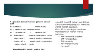 P :gandum berkulit merah x gandum berkulit
putih
M1M1M2M2 m1m1m2m2
F1 : M1m1M2m2 = merah muda
P2 : M1m1M2m2 x M1m1M2m2
F2 : 9 M1- M2 – : merah – merah tua sekali
3 M1- m2m2 : merah muda – merah tua
3 m1m1M2 – : merah muda – merah tua
1 m1m1m2m2 : putih
•gen M1 dan M2 bukan alel, tetapi
sama-sama berpengaruh terhadap
warna merah gandum.
•Semakin banyak gen dominan,
maka semakin merah warna
gandum.
• 4M = merah tua sekali
• 3M = merah tua
• 2M = merah
• M = merah muda
• m = putih
Rasio fenotif F2 merah : putih = 15 : 1
 