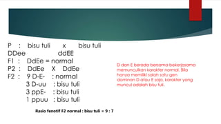 P : bisu tuli x bisu tuli
DDee ddEE
F1 : DdEe = normal
P2 : DdEe X DdEe
F2 : 9 D-E- : normal
3 D-uu : bisu tuli
3 ppE- : bisu tuli
1 ppuu : bisu tuli
D dan E berada bersama bekerjasama
memunculkan karakter normal. Bila
hanya memiliki salah satu gen
dominan D atau E saja, karakter yang
muncul adalah bisu tuli.
Rasio fenotif F2 normal : bisu tuli = 9 : 7
 