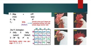 Penurunan sifat (hereditas)