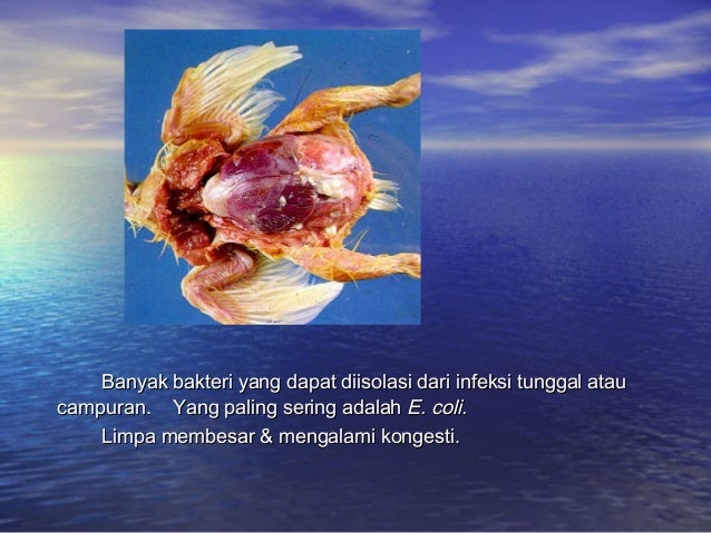 Peny. ungg (coli, fc, salm, pull, ic, crd)