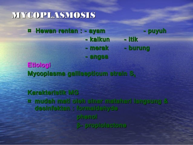 Peny. ungg (coli, fc, salm, pull, ic, crd)