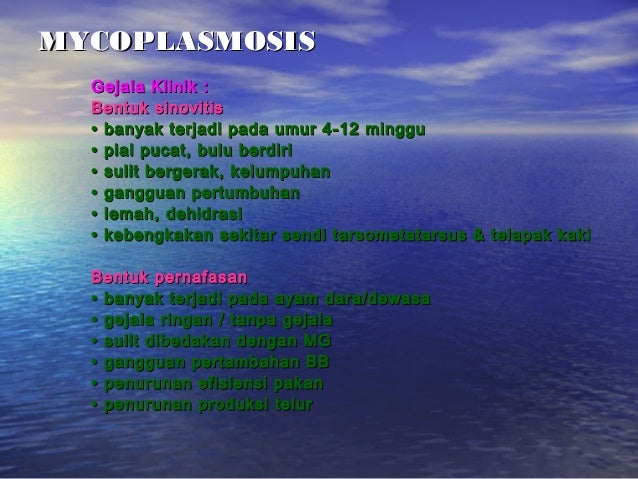 Peny. ungg (coli, fc, salm, pull, ic, crd)