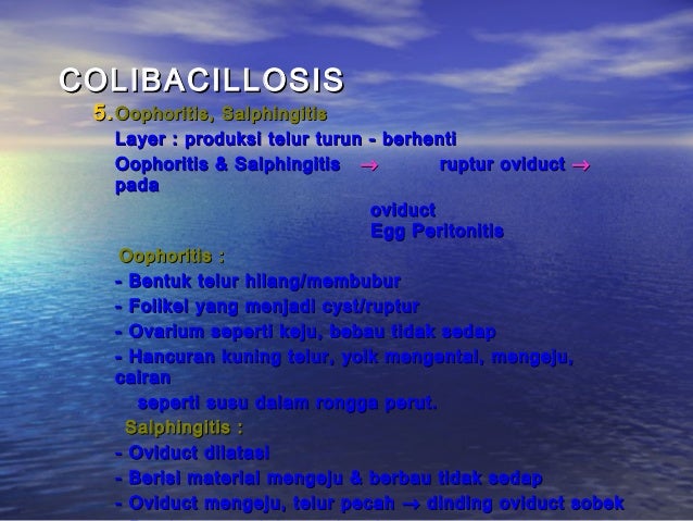 Peny. ungg (coli, fc, salm, pull, ic, crd)