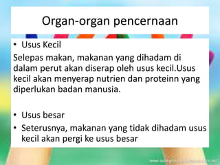 Organ-organ pencernaan
• Usus Kecil
Selepas makan, makanan yang dihadam di
dalam perut akan diserap oleh usus kecil.Usus
kecil akan menyerap nutrien dan proteinn yang
diperlukan badan manusia.
• Usus besar
• Seterusnya, makanan yang tidak dihadam usus
kecil akan pergi ke usus besar
 