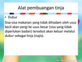 Alat pembuangan tinja
• Dubur
Sisa-sisa makanan yang tidak dihadam oleh usus
kecil akan pergi ke usus besar (sisa yang tidak
diperlukan badan) tersebut akan keluar melalui
dubur sebagai tinja (najis).
 