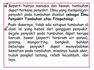 Seperti halnya manusia dan hewan, tumbuhan
dapat terkena penyakit. Ilmu yang mempelajari
penyakit pada tumbuhan disebut sebagai Ilmu
Penyakit Tumbuhan atau Fitopatologi.
Pada dasarnya, tidak ada satupun tumbuhan di
alam ini yang bebas dari gangguan penyakit.
Gejala penyakit pada tumbuhan dapat berupa
bercak, hawar (seperti tersiram air panas),
gosong, mengeriting, bengkak, bahkan
beberapa penyakit dapat menyebabkan
kematian pada tumbuhan, misalnya busuk akar,
busuk pangkal batang, rebah kecambah, dan
layu.
 