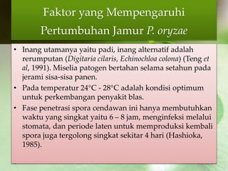 Faktor yang Mempengaruhi
Pertumbuhan Jamur P. oryzae
• Inang utamanya yaitu padi, inang alternatif adalah
rerumputan (Digitaria cilaris, Echinochloa colona) (Teng et
al, 1991). Miselia patogen bertahan selama setahun pada
jerami sisa-sisa panen.
• Pada temperatur 24°C - 28°C adalah kondisi optimum
untuk perkembangan penyakit blas.
• Fase penetrasi spora cendawan ini hanya membutuhkan
waktu yang singkat yaitu 6 – 8 jam, menginfeksi melalui
stomata, dan periode laten untuk memproduksi kembali
spora juga tergolong singkat sekitar 4 hari (Hashioka,
1985).
 