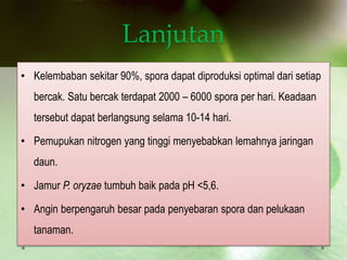 Lanjutan
• Kelembaban sekitar 90%, spora dapat diproduksi optimal dari setiap
bercak. Satu bercak terdapat 2000 – 6000 spora per hari. Keadaan
tersebut dapat berlangsung selama 10-14 hari.
• Pemupukan nitrogen yang tinggi menyebabkan lemahnya jaringan
daun.
• Jamur P. oryzae tumbuh baik pada pH <5,6.
• Angin berpengaruh besar pada penyebaran spora dan pelukaan
tanaman.
 