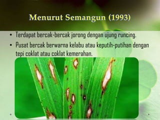 • Terdapat bercak-bercak jorong dengan ujung runcing.
• Pusat bercak berwarna kelabu atau keputih-putihan dengan
tepi coklat atau coklat kemerahan.
 