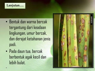 Lanjutan….
• Bentuk dan warna bercak
tergantung dari keadaan
lingkungan, umur bercak,
dan derajat ketahanan jenis
padi.
• Pada daun tua, bercak
berbentuk agak kecil dan
lebih bulat.
 