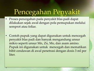 Pencegahan Penyakit
• Proses pencegahan pada penyakit blas padi dapat
dilakukan sejak awal dengan pola pemupukan melalui
semprot atau foliar.
• Contoh pupuk yang dapat digunakan untuk mencegah
penyakit blas padi dan banyak mengandung unsur
mikro seperti unsur Mn, Zn, Mo, dan asam amino.
Pupuk ini digunakan untuk mencegah dan mematikan
bibit cendawan di awal penetrasi dengan dosis 3 ml per
liter.
 