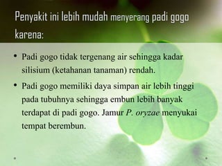 Penyakit ini lebih mudah menyerang padi gogo
karena:
• Padi gogo tidak tergenang air sehingga kadar
silisium (ketahanan tanaman) rendah.
• Padi gogo memiliki daya simpan air lebih tinggi
pada tubuhnya sehingga embun lebih banyak
terdapat di padi gogo. Jamur P. oryzae menyukai
tempat berembun.
 