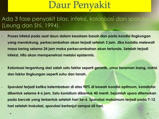 Daur Penyakit
Ada 3 fase penyakit blas: infeksi, kolonisasi dan sporulasi
(Leung dan Shi, 1994).
- Proses infeksi pada saat daun dalam keadaan basah dan pada kondisi lingkungan
yang mendukung, perkecambahan akan terjadi setelah 3 jam. Jika konidia melewati
masa kering selama 24 jam maka perkecambahan akan tertunda. Setelah terjadi
infeksi, hifa akan mempenetrasi melalui epidermis.
- Kolonisasi tergantung dari salah satu faktor seperti genetik, umur tanaman inang, nutrisi
dan faktor lingkungan seperti suhu dan tanah.
- Sporulasi terjadi ketika kelembaban di atas 90% di bawah kondisi optimum, konidiofor
dibentuk selama 4-6 jam. Satu konidium dibentuk 40 menit. Sejumlah spora ditemukan
pada bercak yang terbentuk setelah hari ke-6. Sporulasi maksimum terjadi pada 7-12
hari setelah inokulasi, sporulasi berlanjut sampai 60 hari.
 