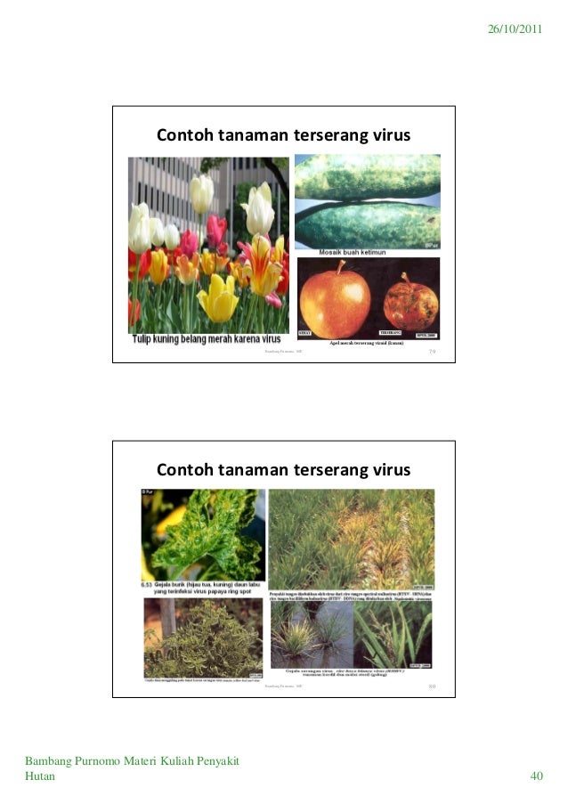 Penyakit hutan Penyakit hutan