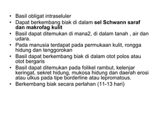 • Basil obligat intraseluler
• Dapat berkembang biak di dalam sel Schwann saraf
dan makrofag kulit
• Basil dapat ditemukan di mana2, di dalam tanah , air dan
udara.
• Pada manusia terdapat pada permukaan kulit, rongga
hidung dan tenggorokan
• Basil dapat berkembang biak di dalam otot polos atau
otot bergaris
• Basil dapat ditemukan pada folikel rambut, kelenjar
keringat, sekret hidung, mukosa hidung dan daerah erosi
atau ulkus pada tipe borderline atau lepromatous.
• Berkembang biak secara perlahan (11-13 hari)
 