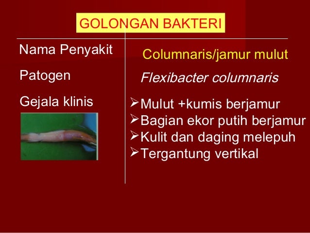 Penyakit lele