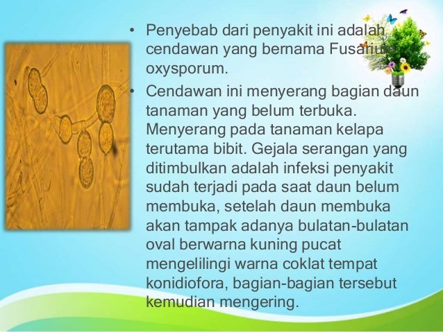 Penyakit Pada Tumbuhan Penyakit Pada Tumbuhan