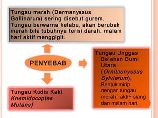 PENYEBAB
Tungau merah (Dermanyssus
Gallinarum) sering disebut gurem.
Tungau berwarna kelabu, akan berubah
merah bila tubuhnya terisi darah. malam
hari aktif menggigit.
Tungau Unggas
Belahan Bumi
Utara
(Ornithonyssus
Sylviarum),
Bentuk mirip
dengan tungau
merah. aktiF siang
dan malam hari.
Tungau Kudis Kaki
Knemidocoptes
Mutans)
 