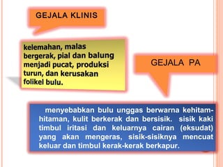 GEJALA KLINIS
menyebabkan bulu unggas berwarna kehitam-
hitaman, kulit berkerak dan bersisik. sisik kaki
timbul iritasi dan keluarnya cairan (eksudat)
yang akan mengeras, sisik-sisiknya mencuat
keluar dan timbul kerak-kerak berkapur.
GEJALA PA
 