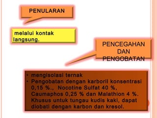 melalui kontak
langsung.
PENULARAN
• mengisolasi ternak
• Pengobatan dengan karboril konsentrasi
0,15 %., Nocotine Sulfat 40 %,
Caumaphos 0,25 % dan Malathion 4 %.
Khusus untuk tungau kudis kaki, dapat
diobati dengan karbon dan kresol.
PENCEGAHAN
DAN
PENGOBATAN
 