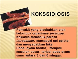 KOKSSIDIOSIS
Penyakit yang disebabkan oleh
kelompok organisme protozoa.
Koksidia termasuk parasit
intraseluler, mamasuki sel epithel
dan menyebabkan luka
Pada ayam broiler, menjadi
masalah besar, terjadi pada ayam
umur antara 3 dan 6 minggu.
 