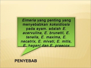 Eimeria yang penting yang
menyebabkan koksidiosis
pada ayam. adalah E.
acervulina, E. brunetti, E.
tenella, E. maxima, E.
necatrix, E. mivati, E. mitis,
E. hagani dan E. praecox
PENYEBAB
 