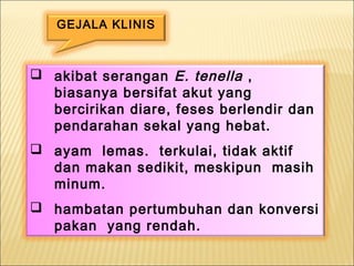  akibat serangan E. tenella ,
biasanya bersifat akut yang
bercirikan diare, feses berlendir dan
pendarahan sekal yang hebat.
 ayam lemas. terkulai, tidak aktif
dan makan sedikit, meskipun masih
minum.
 hambatan pertumbuhan dan konversi
pakan yang rendah.
GEJALA KLINIS
 