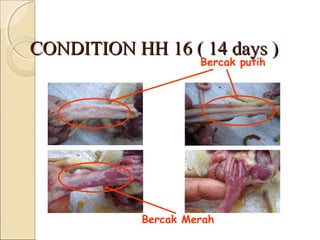 CONDITION HH 16 ( 14 days )CONDITION HH 16 ( 14 days )
Bercak putih
Bercak Merah
 