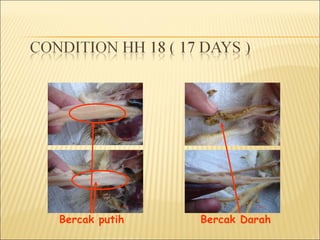Bercak putih Bercak Darah
 