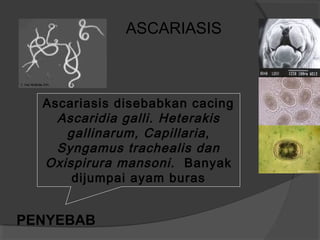 Ascariasis disebabkan cacing
Ascaridia galli. Heterakis
gallinarum, Capillaria,
Syngamus trachealis dan
Oxispirura mansoni. Banyak
dijumpai ayam buras
PENYEBAB
ASCARIASIS
 