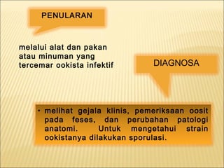 melalui alat dan pakan
atau minuman yang
tercemar ookista infektif
PENULARAN
• melihat gejala klinis, pemeriksaan oosit
pada feses, dan perubahan patologi
anatomi. Untuk mengetahui strain
ookistanya dilakukan sporulasi.
DIAGNOSA
 