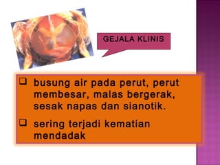  busung air pada perut, perut
membesar, malas bergerak,
sesak napas dan sianotik.
 sering terjadi kematian
mendadak
GEJALA KLINIS
 
