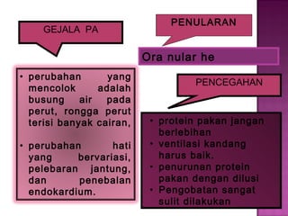 • perubahan yang
mencolok adalah
busung air pada
perut, rongga perut
terisi banyak cairan,
• perubahan hati
yang bervariasi,
pelebaran jantung,
dan penebalan
endokardium.
GEJALA PA
PENULARAN
Ora nular he
PENCEGAHAN
• protein pakan jangan
berlebihan
• ventilasi kandang
harus baik.
• penurunan protein
pakan dengan dilusi
• Pengobatan sangat
sulit dilakukan
• protein pakan jangan
berlebihan
• ventilasi kandang
harus baik.
• penurunan protein
pakan dengan dilusi
• Pengobatan sangat
sulit dilakukan
 