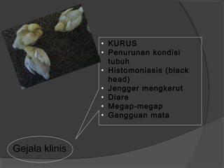 • KURUS
• Penurunan kondisi
tubuh
• Histomoniasis (black
head)
• Jengger mengkerut
• Diare
• Megap-megap
• Gangguan mata
Gejala klinis
 