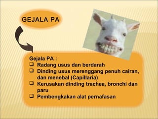 GEJALA PA
Gejala PA :
 Radang usus dan berdarah
 Dinding usus merenggang penuh cairan,
dan menebal (Capillaria)
 Kerusakan dinding trachea, bronchi dan
paru
 Pembengkakan alat pernafasan
 