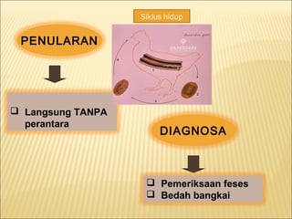 PENULARAN
 Langsung TANPA
perantara
 Pemeriksaan feses
 Bedah bangkai
DIAGNOSA
Siklus hidup
 