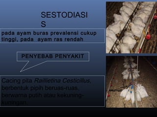 pada ayam buras prevalensi cukup
tinggi, pada ayam ras rendah
Cacing pita Raillietina Cesticillus,
berbentuk pipih beruas-ruas,
berwarna putih atau kekuning-
kuningan.
SESTODIASI
S
PENYEBAB PENYAKIT
 