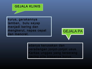 kurus, gerakannya
lamban, bulu sayap
menjadi kering dan
mengkerut, napas cepat
dan mencret.
GEJALA KLINIS
adanya kerusakan dan
peradangan jonjot-jonjot usus.
Karkas unggas yang terserang
cacing pita biasanya kurus.
GEJALA PA
 