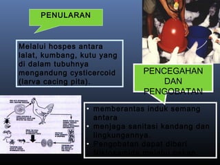 Melalui hospes antara
lalat, kumbang, kutu yang
di dalam tubuhnya
mengandung cysticercoid
(larva cacing pita).
PENULARAN
• memberantas induk semang
antara
• menjaga sanitasi kandang dan
lingkungannya.
• Pengobatan dapat diberi
Niklosamida melalui pakan.
PENCEGAHAN
DAN
PENGOBATAN
 
