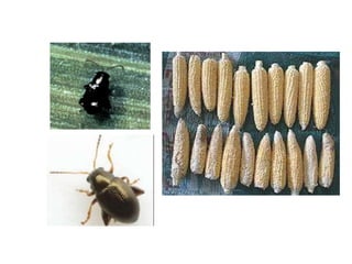 PENYAKIT PENTING TANAMAN JAGUNG (bulai dan karat).pptx
