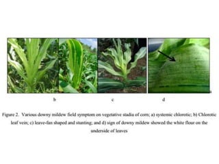 PENYAKIT PENTING TANAMAN JAGUNG (bulai dan karat).pptx