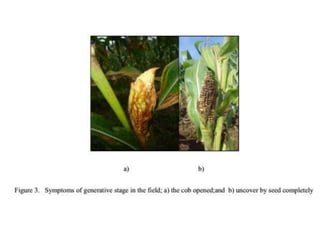 PENYAKIT PENTING TANAMAN JAGUNG (bulai dan karat).pptx
