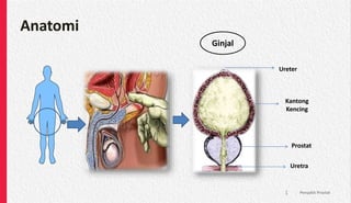 Anatomi
Penyakit Prostat
1
Kantong
Kencing
Prostat
Uretra
Ureter
Ginjal
 