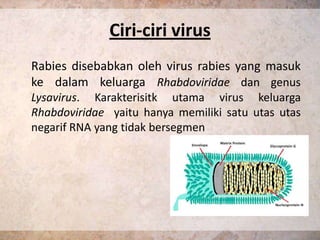 Ciri-ciri virus
Rabies disebabkan oleh virus rabies yang masuk
ke dalam keluarga Rhabdoviridae dan genus
Lysavirus. Karakterisitk utama virus keluarga
Rhabdoviridae yaitu hanya memiliki satu utas utas
negarif RNA yang tidak bersegmen
 