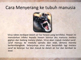 Cara Menyerang ke tubuh manusia




Virus rabies terdapat dalam air liur hewan yang terinfeksi. Hewan ini
menularkan infeksi kepada hewan lainnya atu manusia melalui
gigitan dan kadang melalui jilatan. Virus akan masuk melalui saraf-
saraf menuju ke medulla spinalis dan otak, dimana mereka
berkembangbiak. Selanjutnya virus akan berpindah lagi melalui
saraf ke kelenjar liur dan masuk ke dalam air liur dan kembali ke
awal.
 