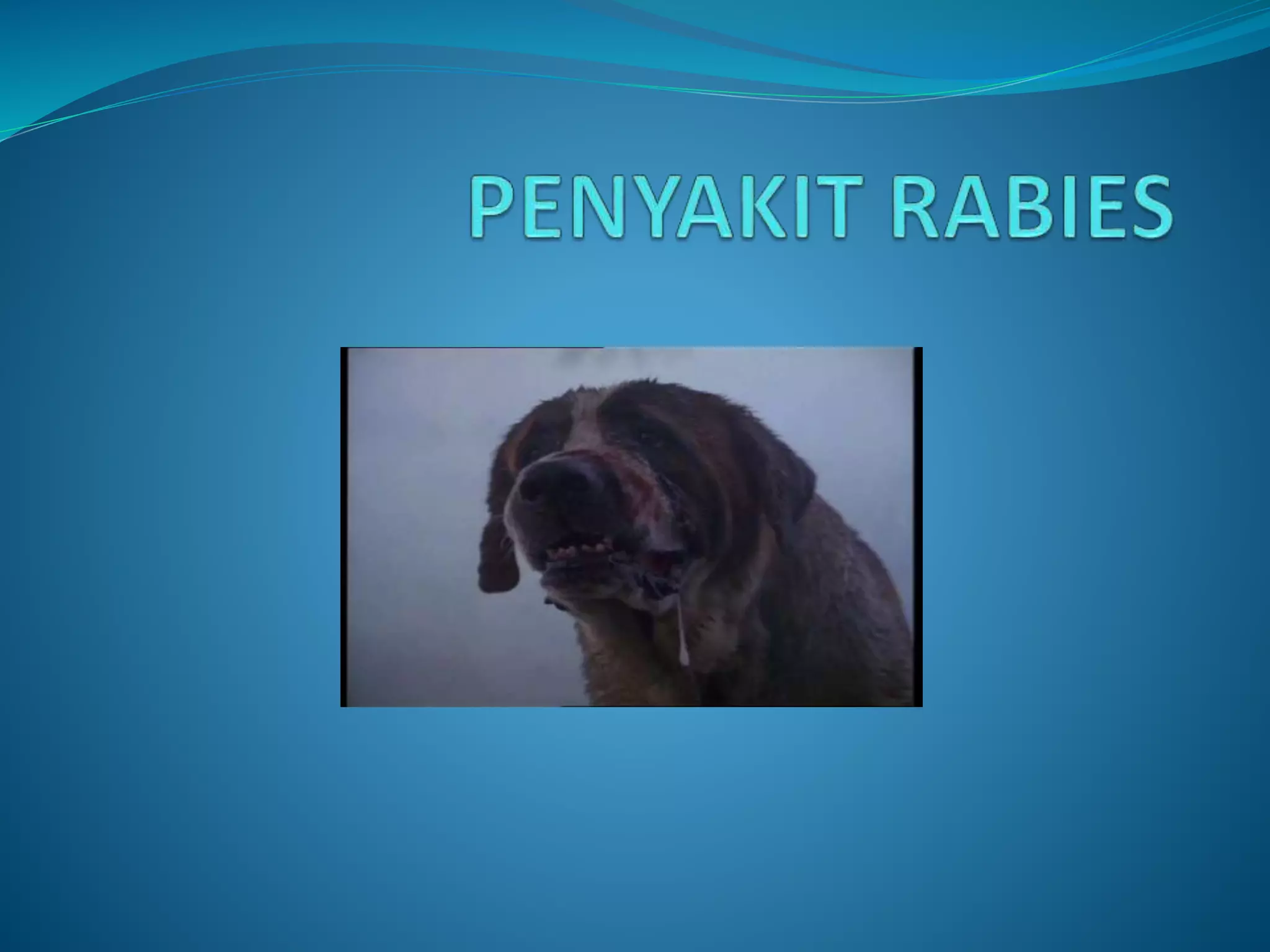 Penyakit rabies.PPT