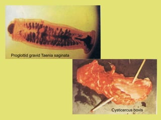Trypanosomiasis
• Kausa: Trypanosoma brucei,
Trypanosoma gambiense
• Reservoir: sapi, babi (T. brucei); manusia
(T. gambie...