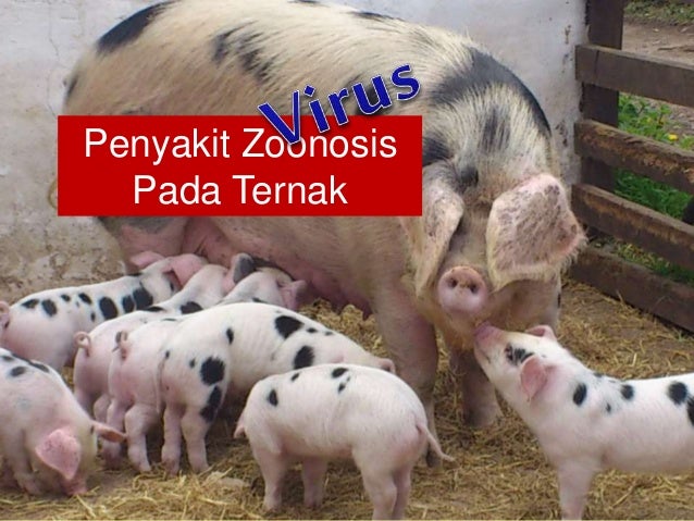 Waspada Penyakit Zoonosis: Ancaman Kesehatan yang Mengintai dari Hewan