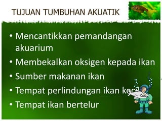 TUJUAN TUMBUHAN AKUATIK

• Mencantikkan pemandangan
  akuarium
• Membekalkan oksigen kepada ikan
• Sumber makanan ikan
• Tempat perlindungan ikan kecil
• Tempat ikan bertelur
 